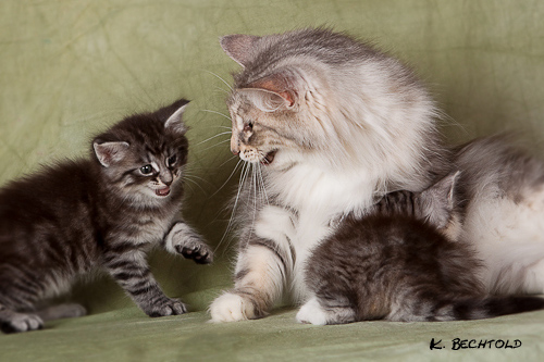 Maya + Kitten